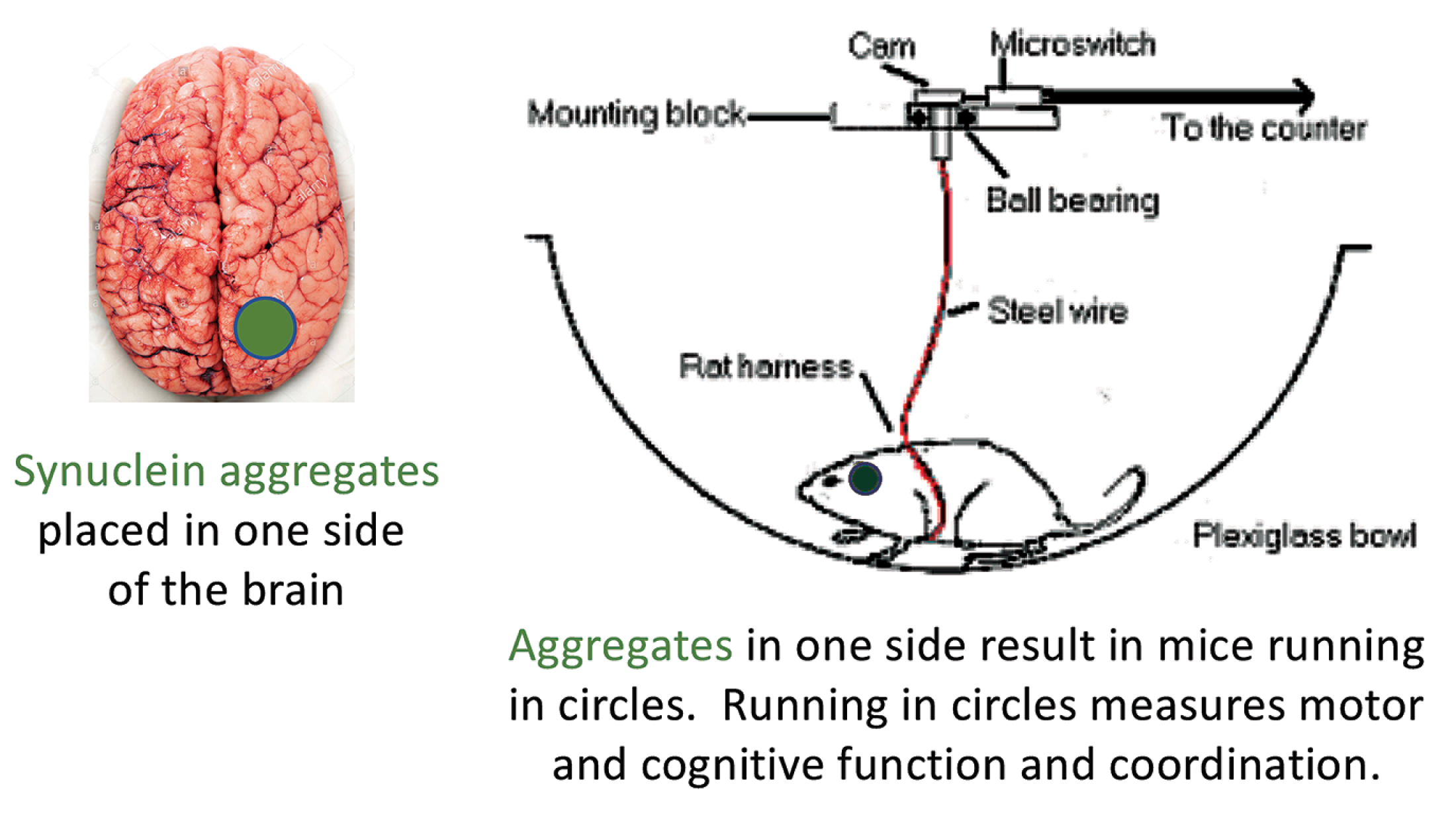 [MISSING IMAGE: tm2024520d4-ph_brain4c.jpg]